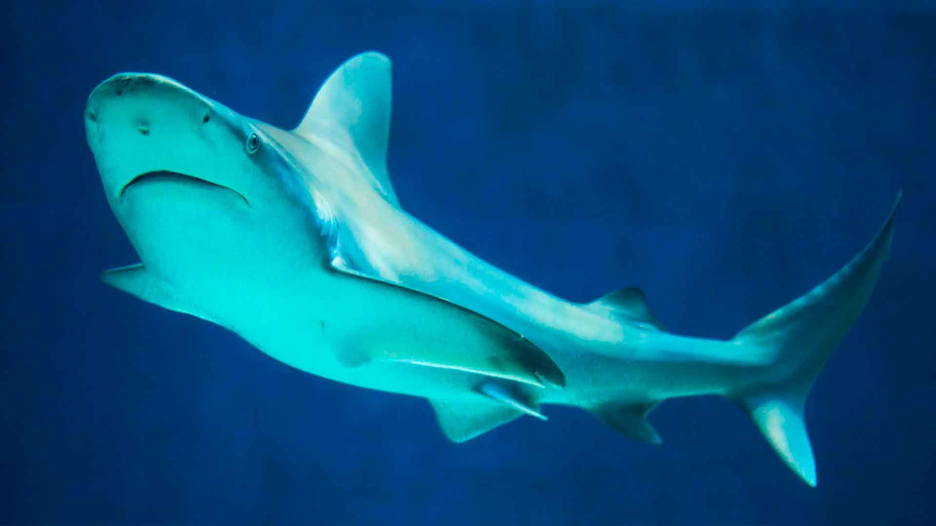 Tiburón Toro Leucas