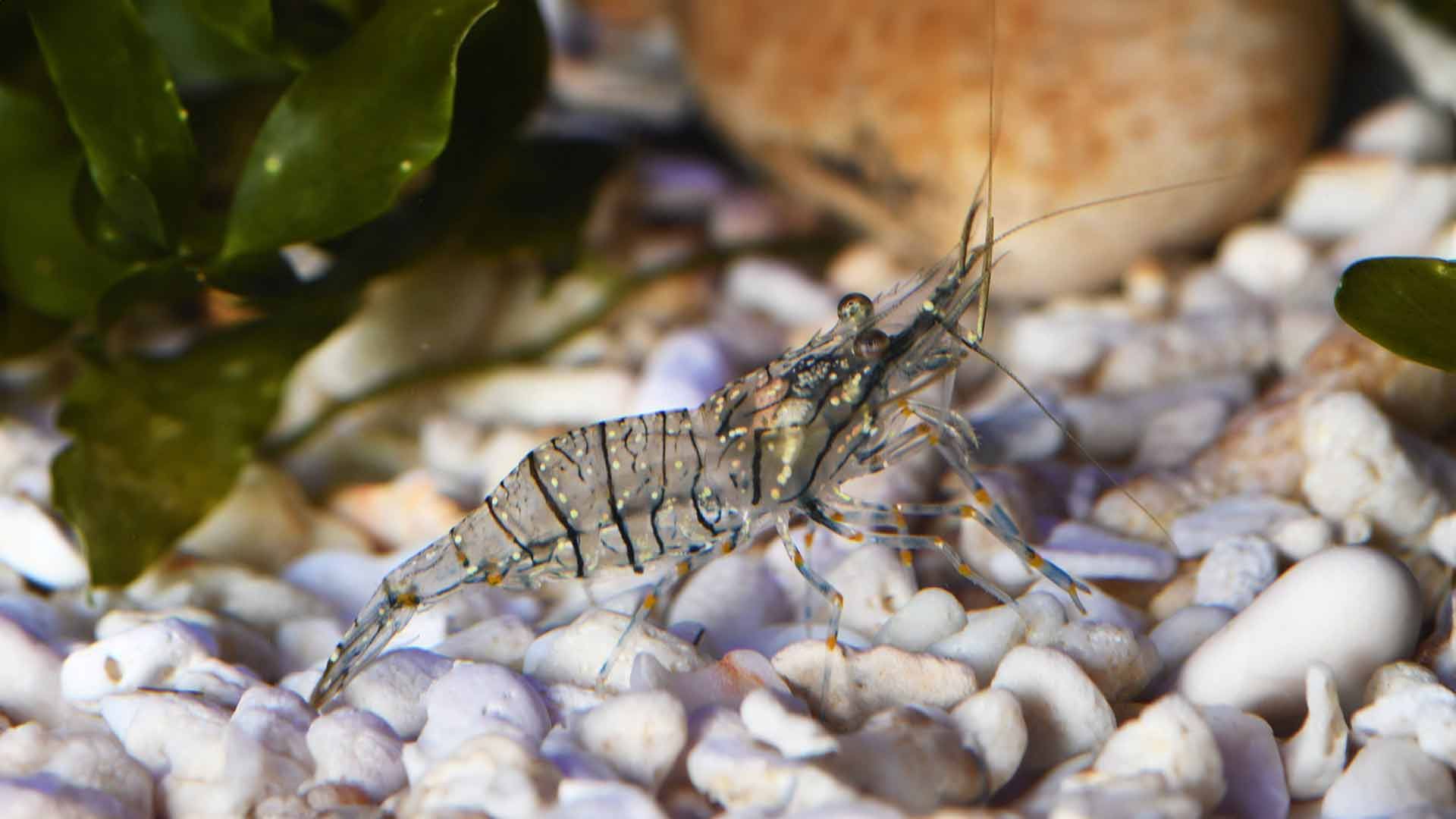 Gamba Común