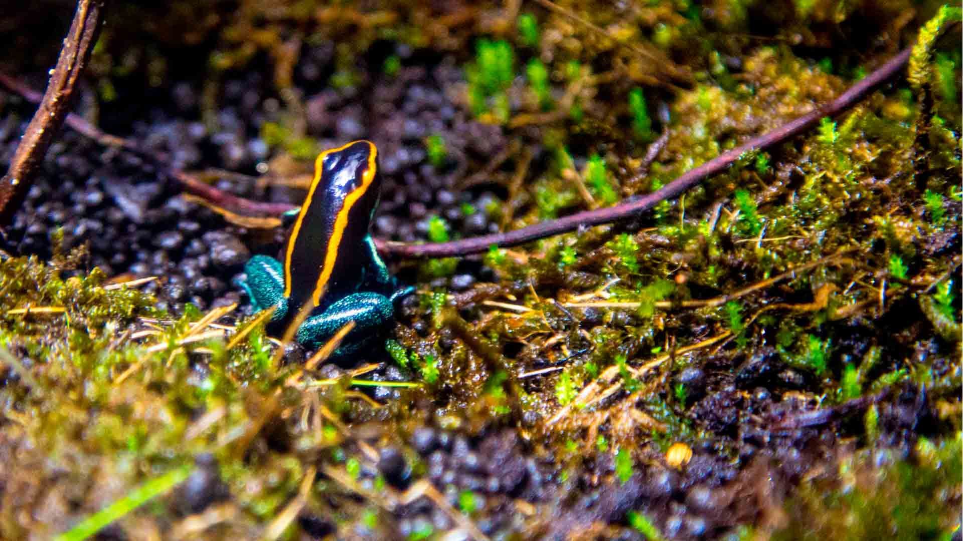 Rana Flecha Rayada