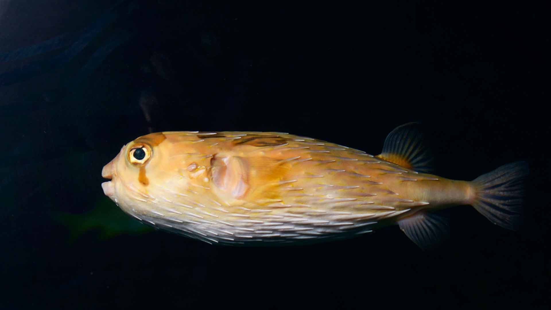 Pez Erizo Mapache
