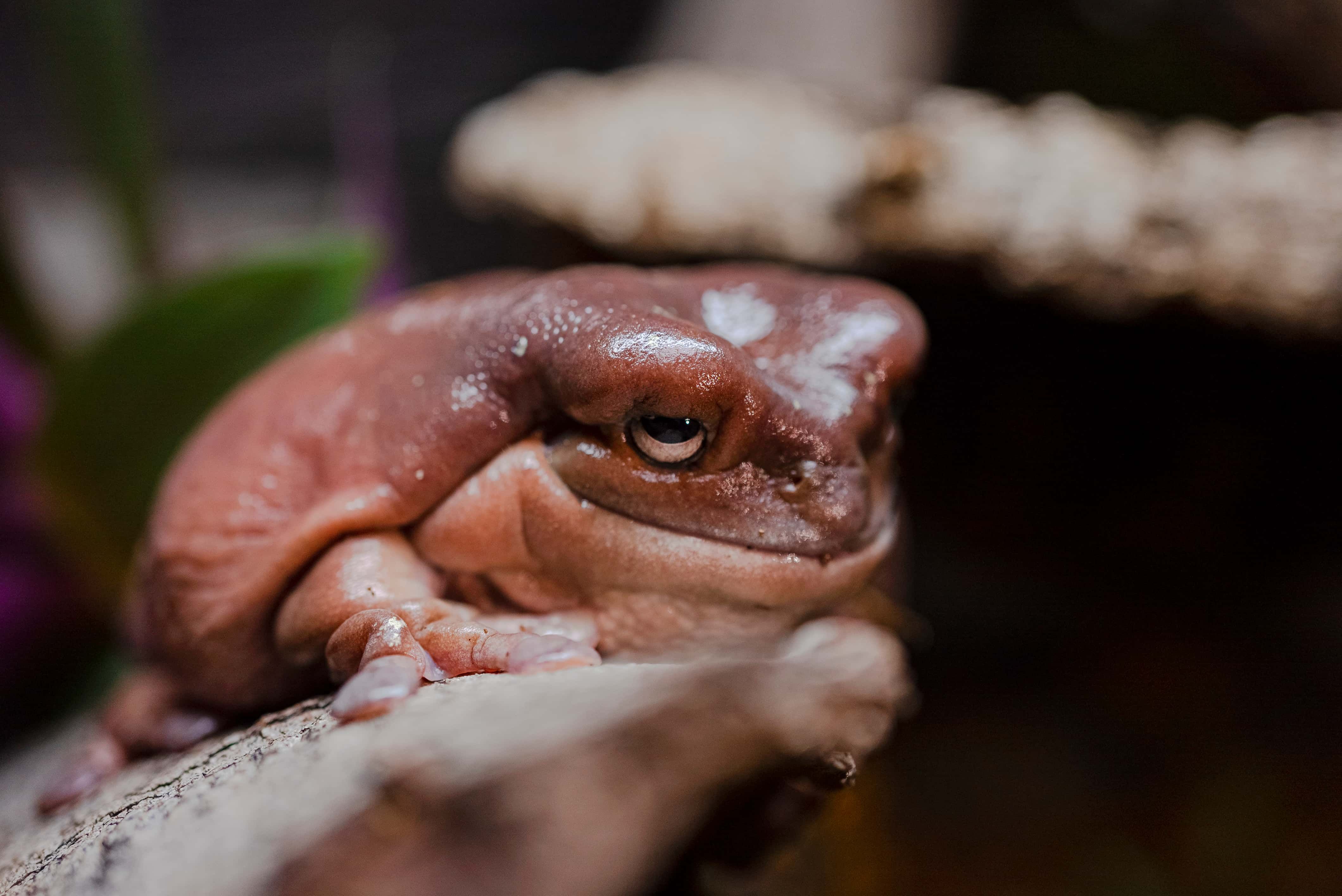 Australian tree frog