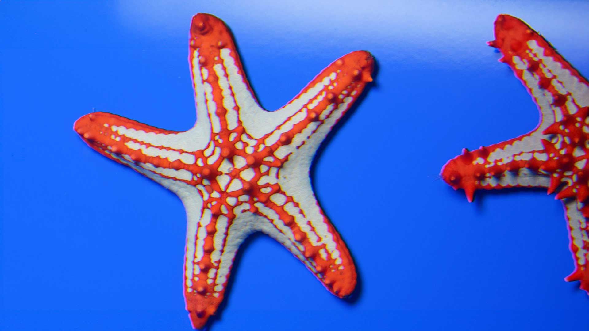 Estrella de Mar de Espinas Rojas