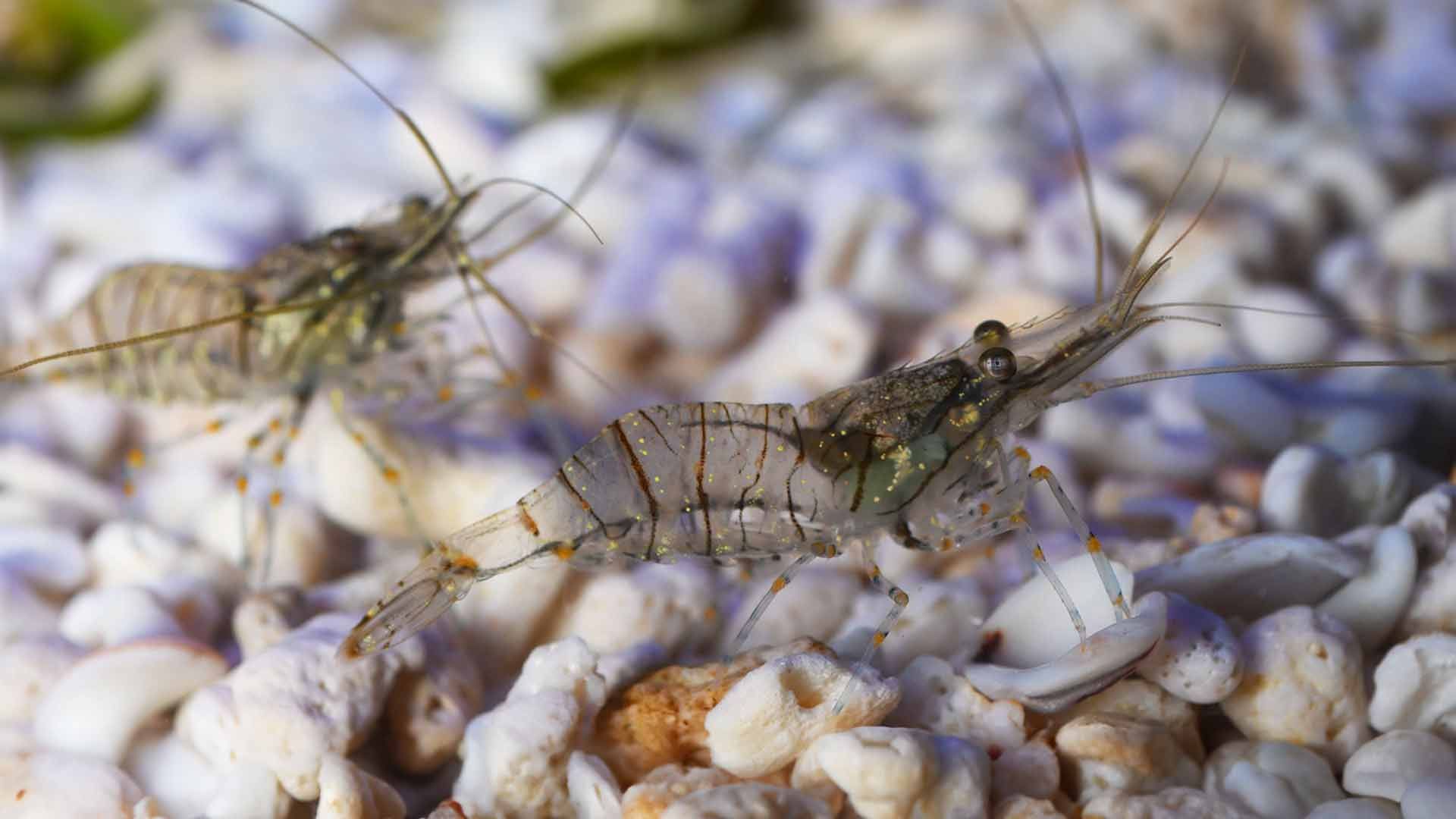 Gamba Común