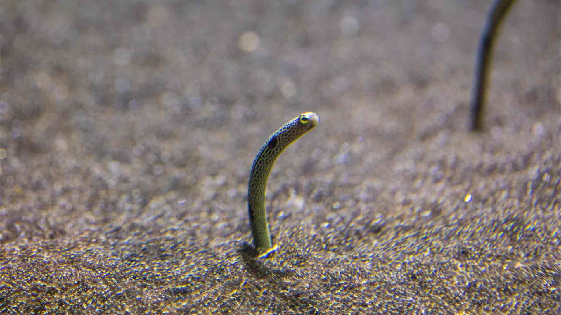 Anguila Jardinera