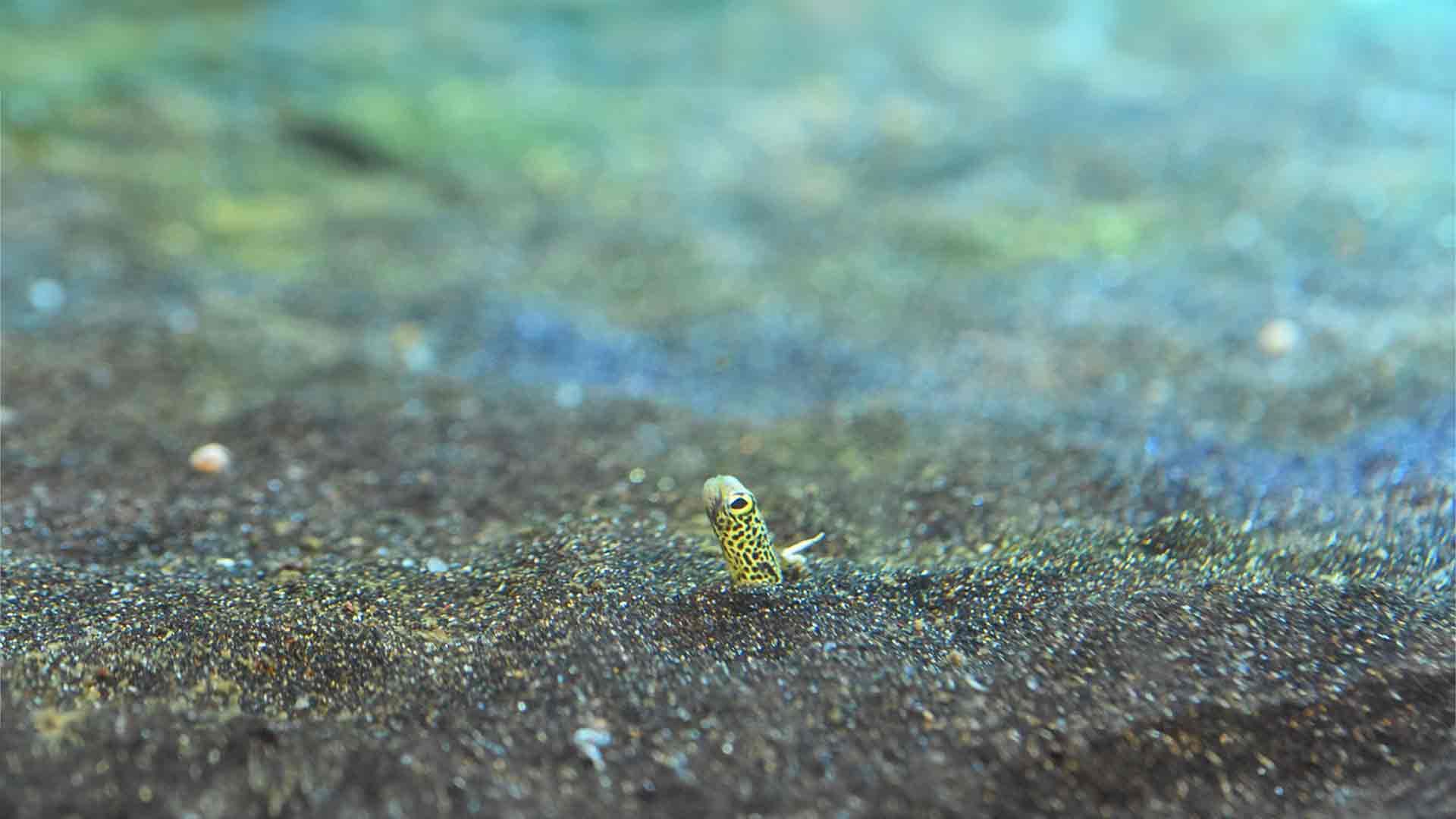 Anguila Jardinera
