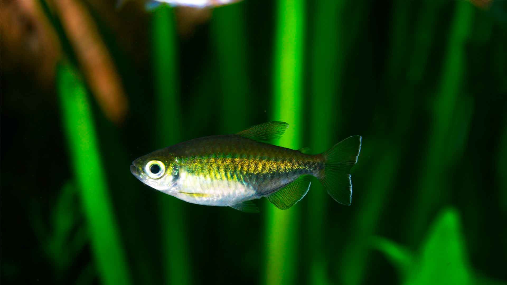 Tetra del Congo