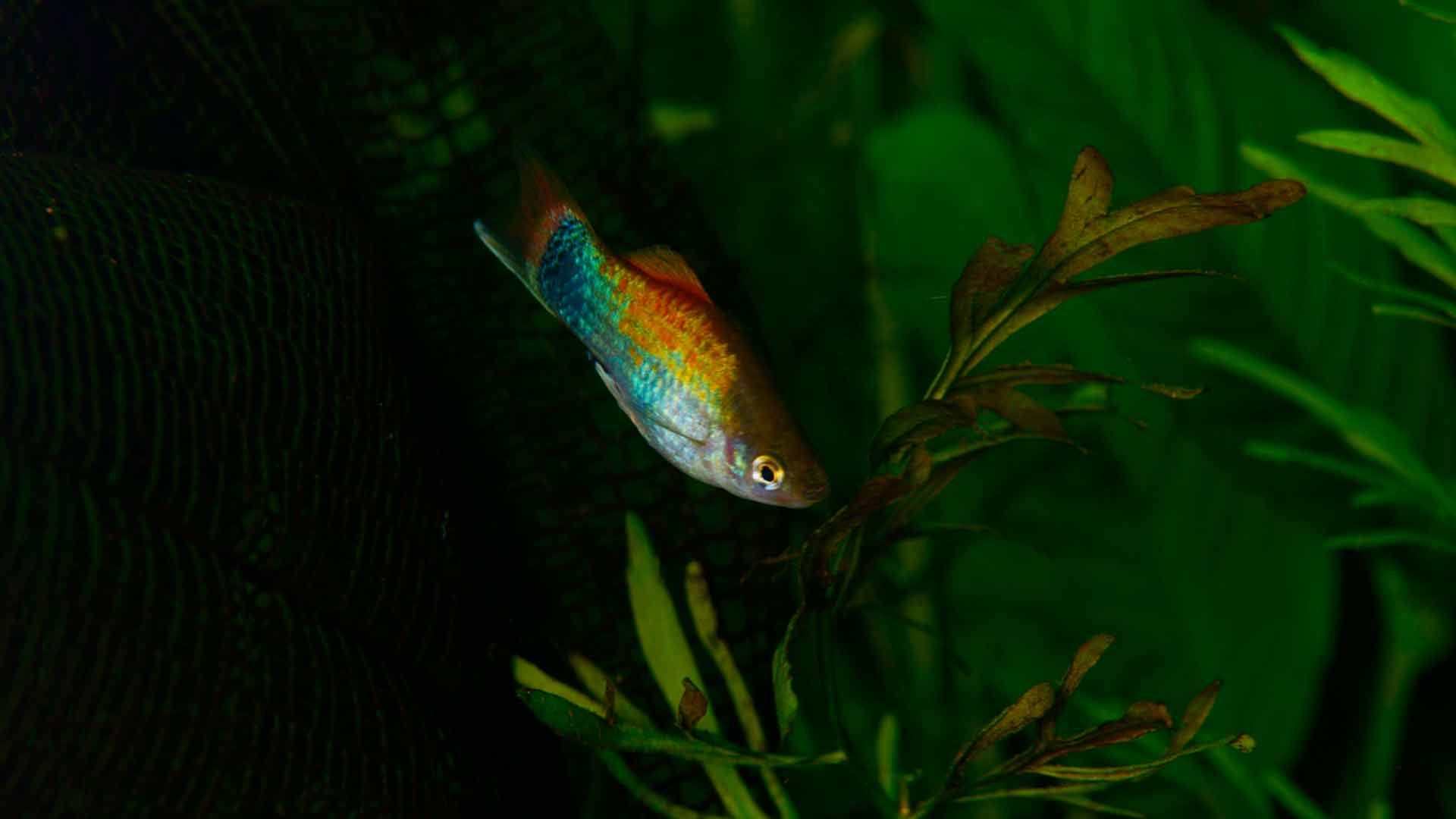 Platy Mickey Mouse