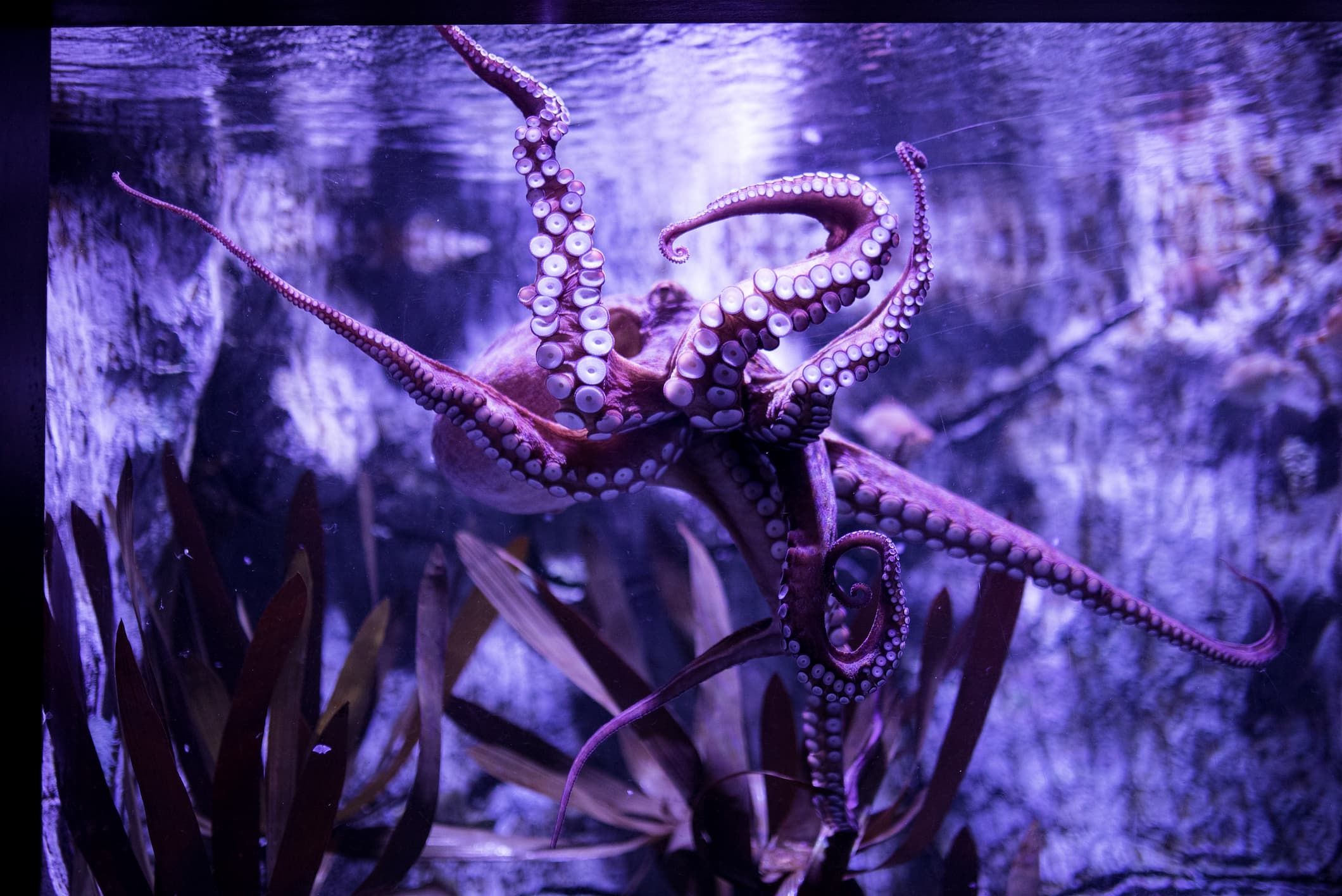 Octopus vulgaris