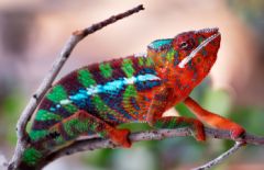 Chameleon Poema del Mar Aquarium Gran Canaria