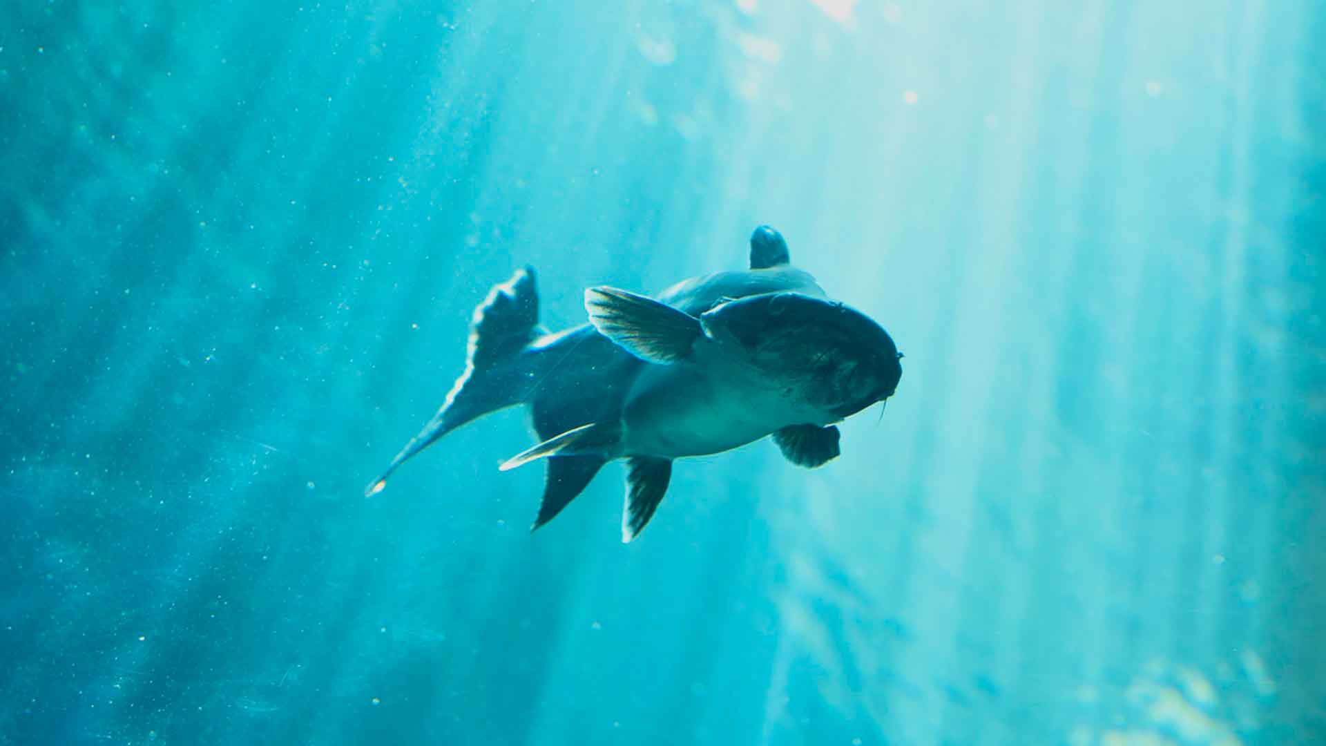 Tiburón de Sutchi