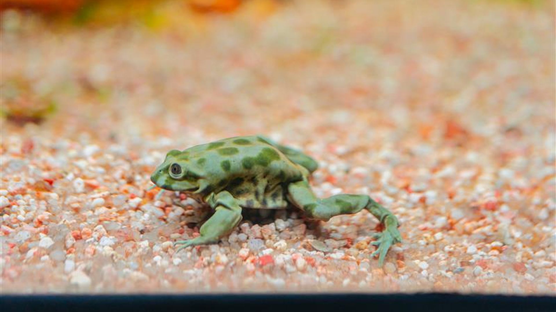 Titicaca Water Frog