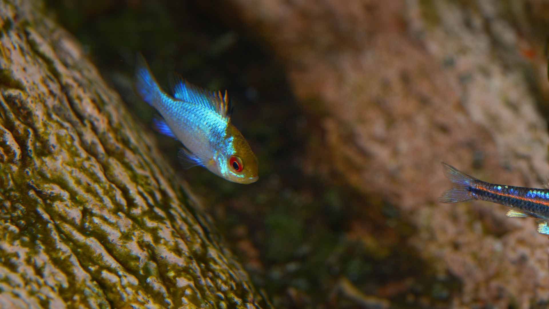Cíclido Mariposa