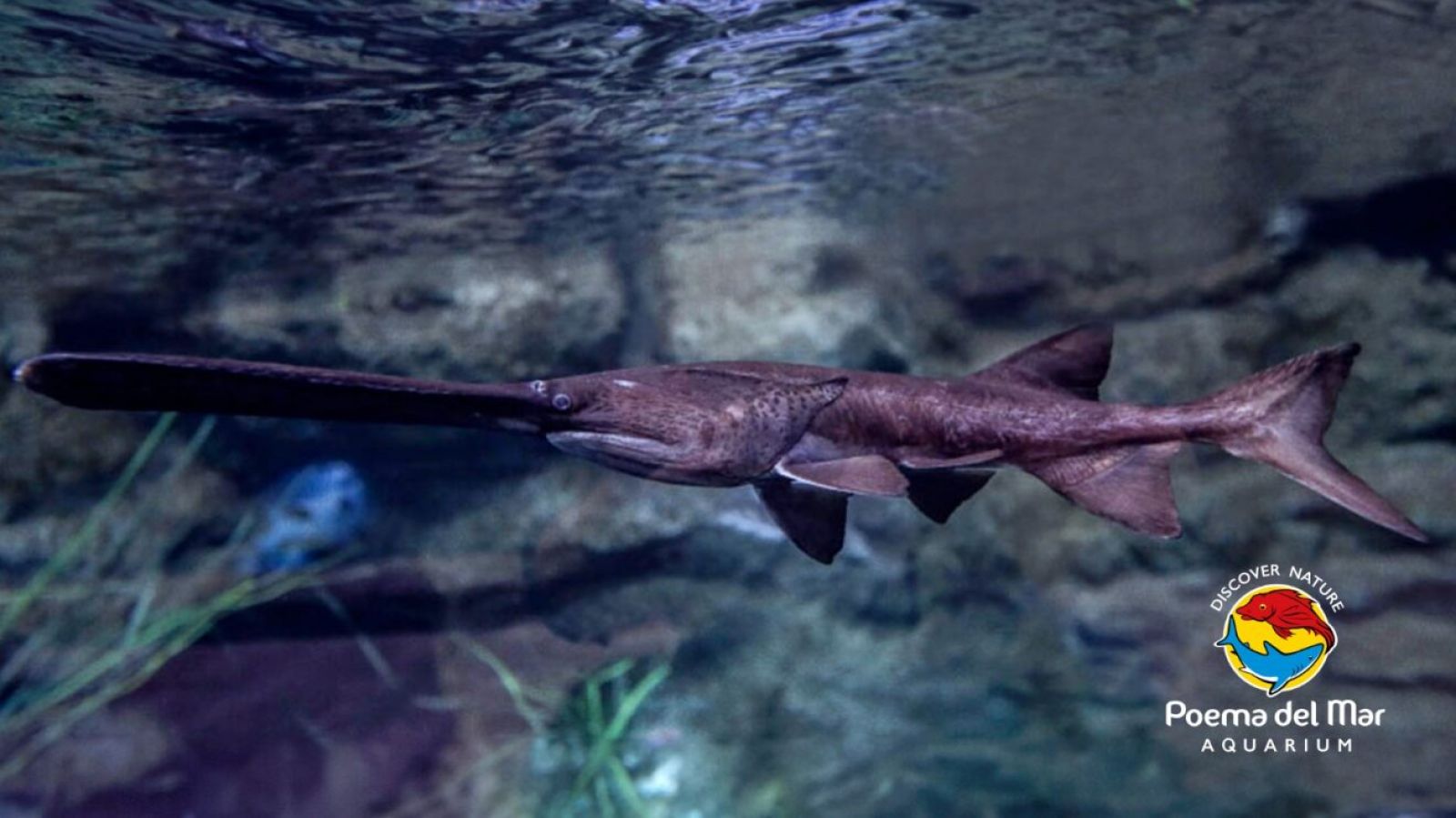 American paddlefish or Mississippi paddlefish