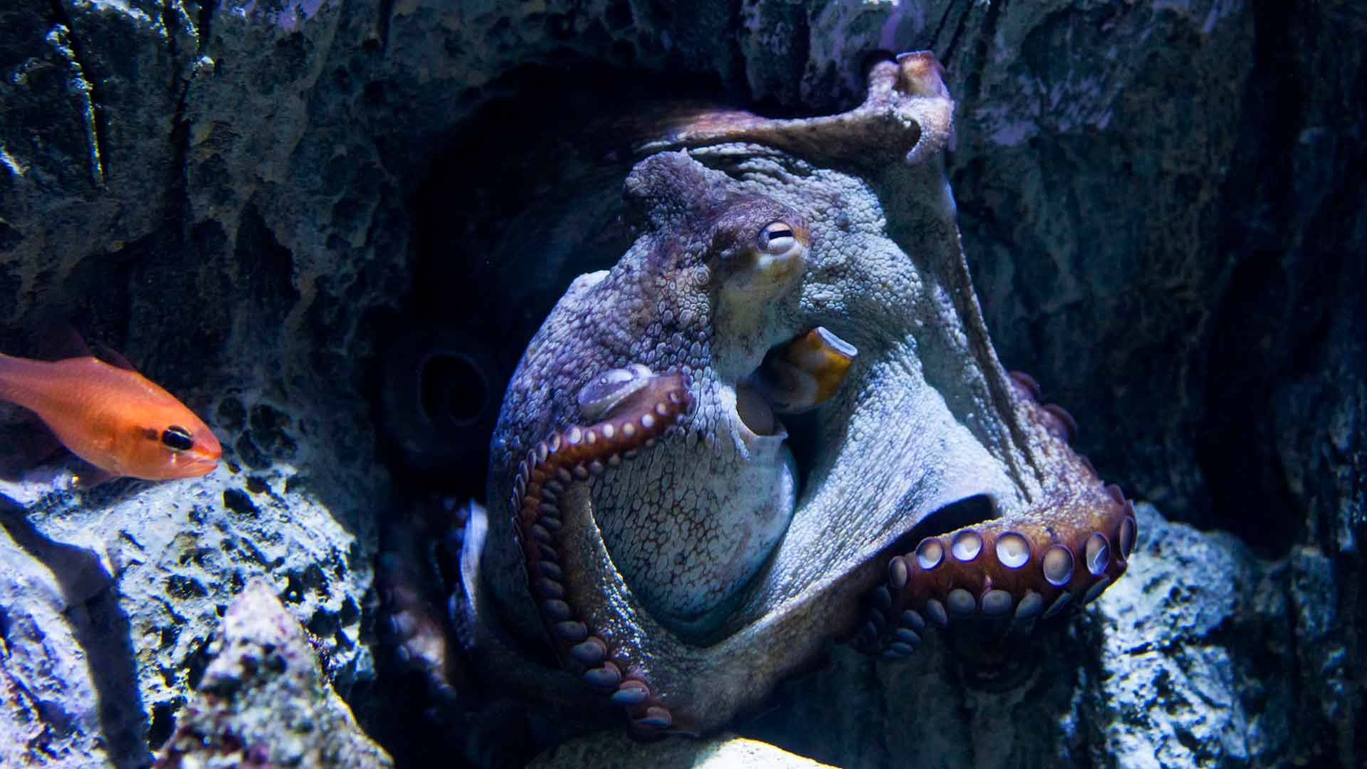 Pulpo Común