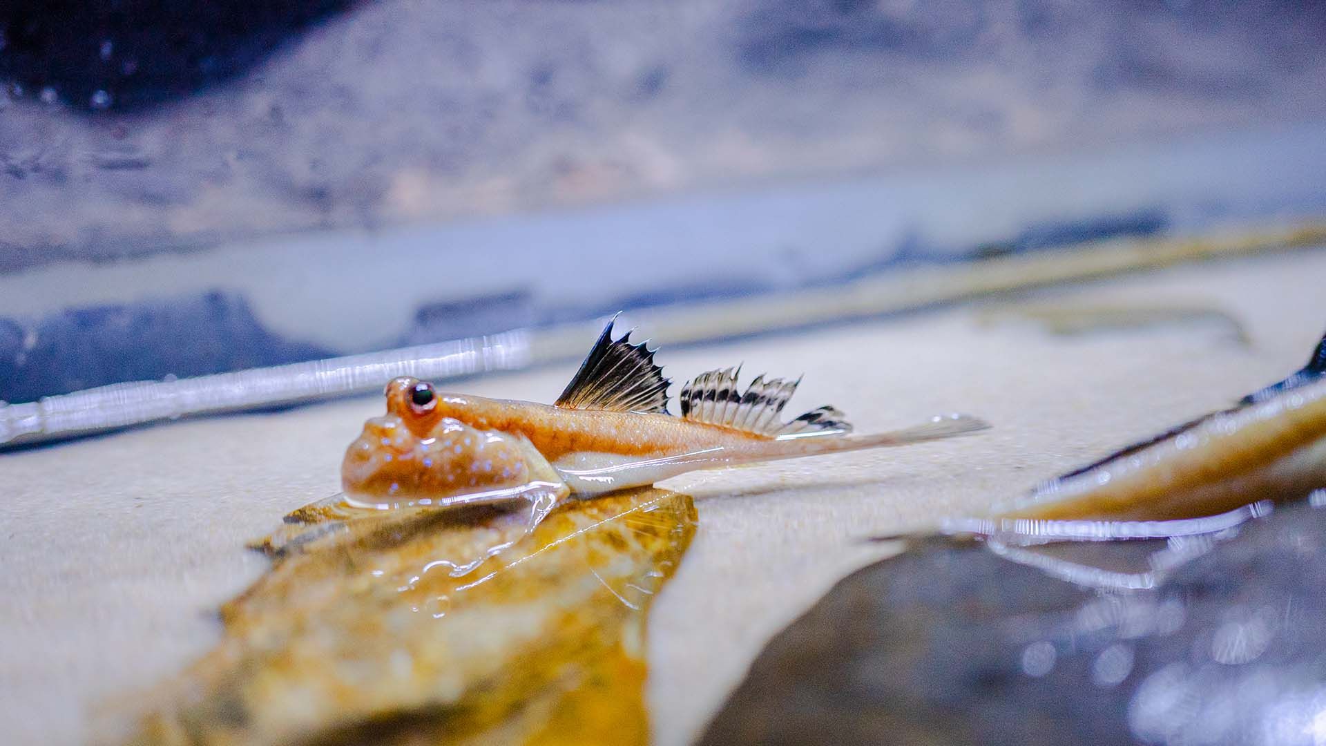 Saltarín del fango Poema del Mar Acuario Gran Canaria