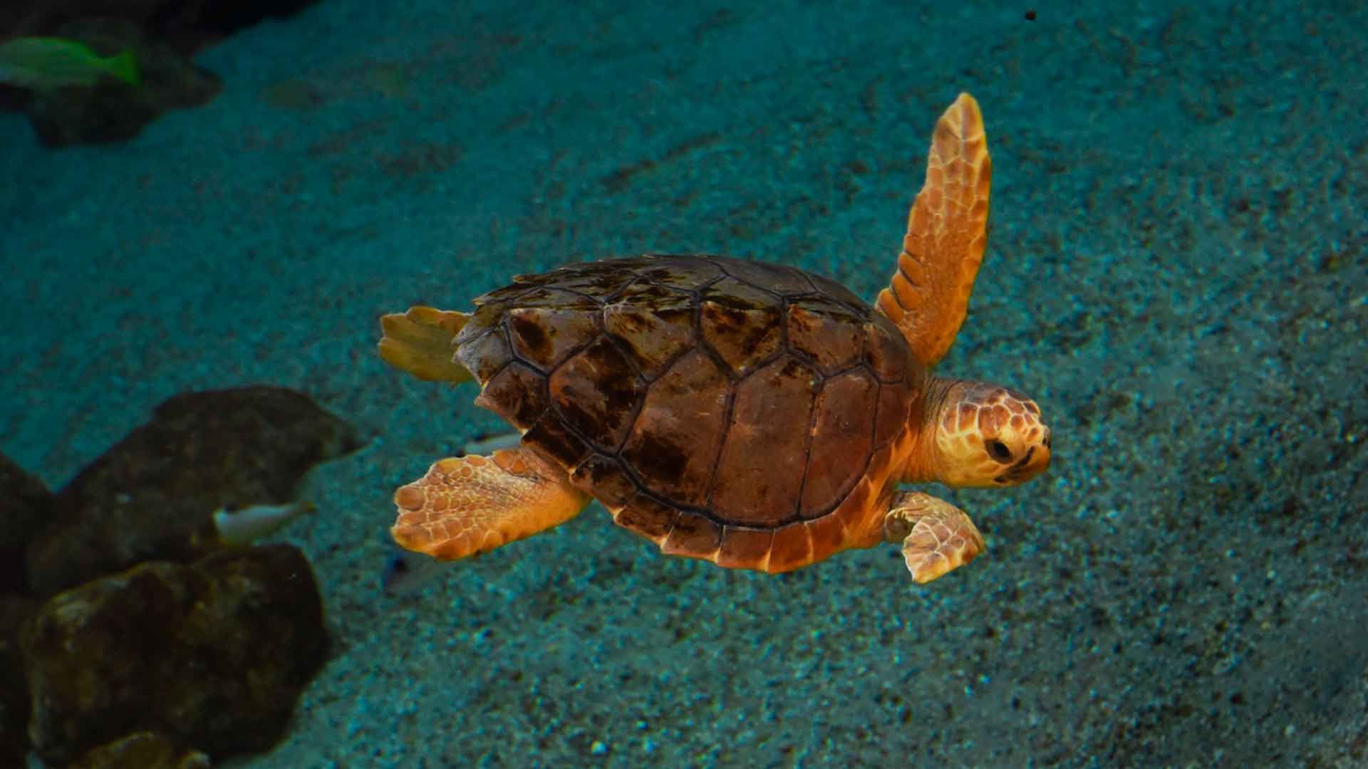 Tortuga Boba