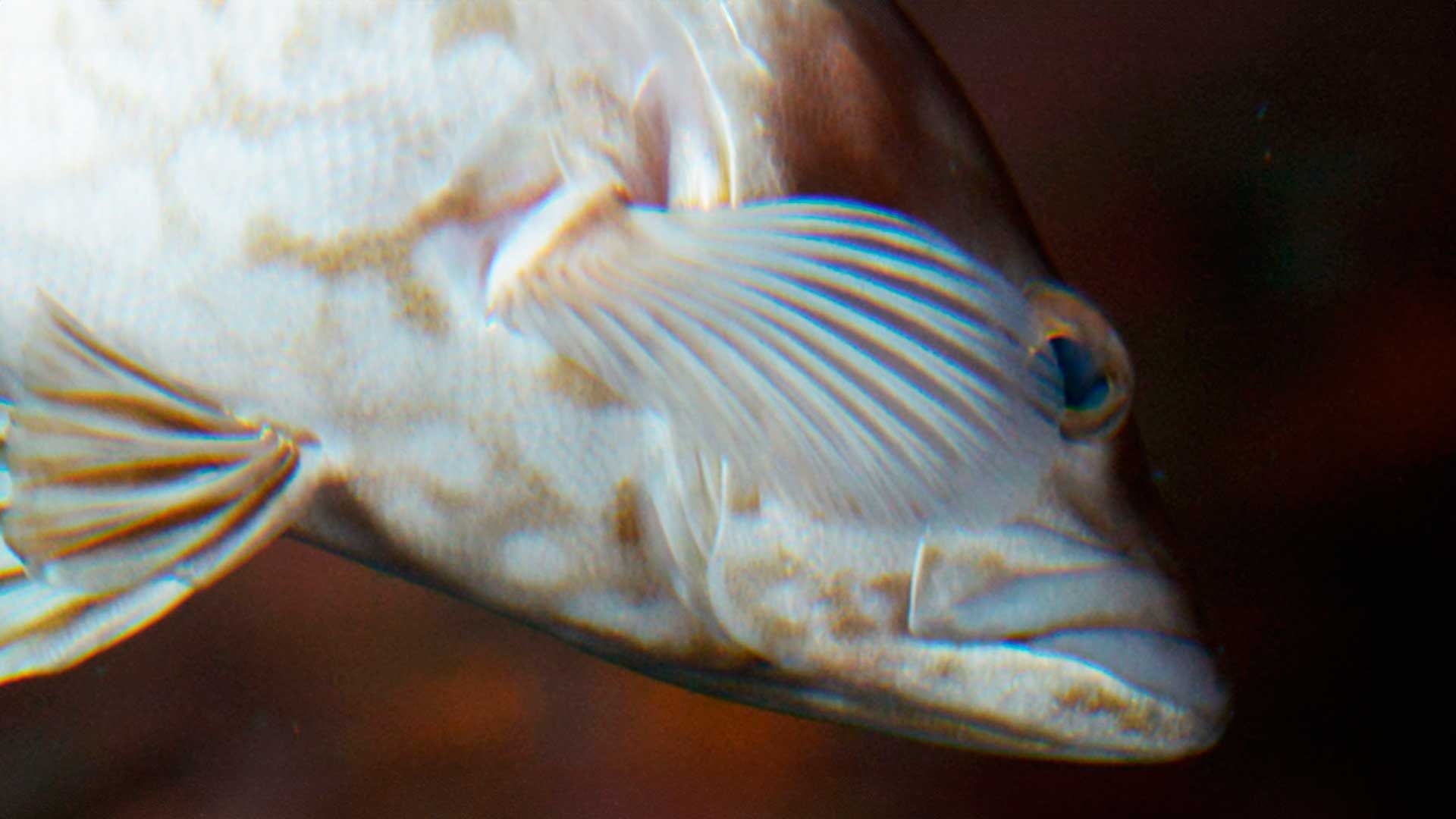 Abade