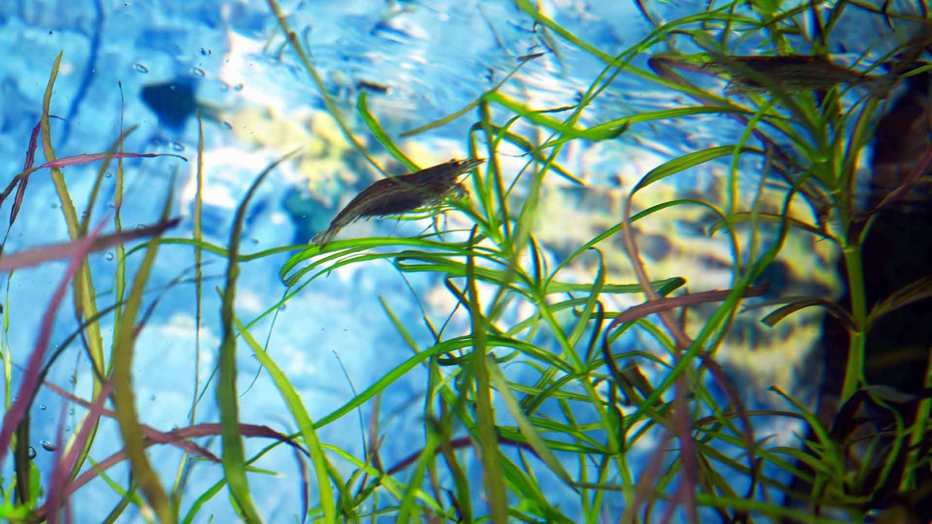 Gamba Cereza