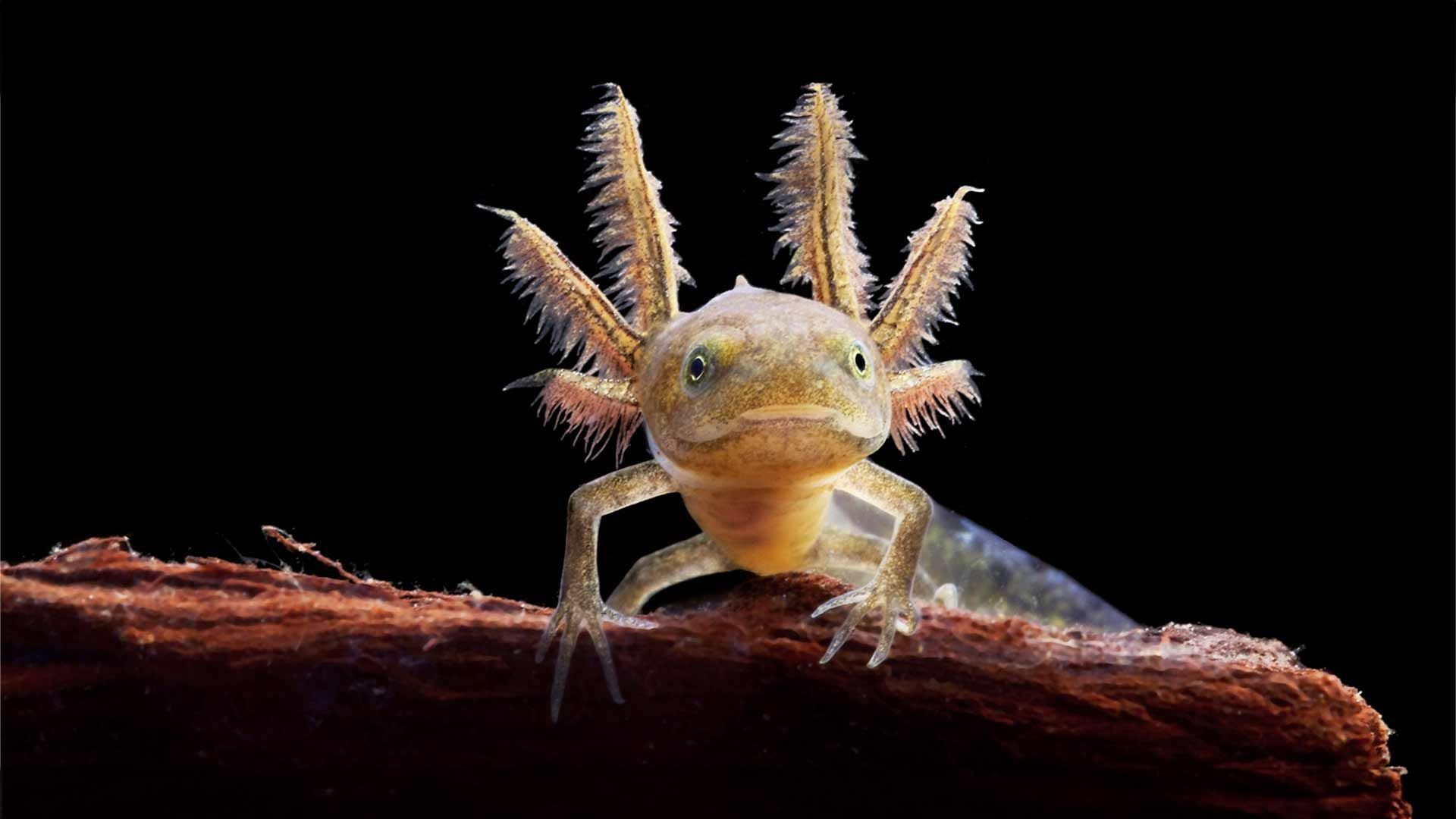 Axolote