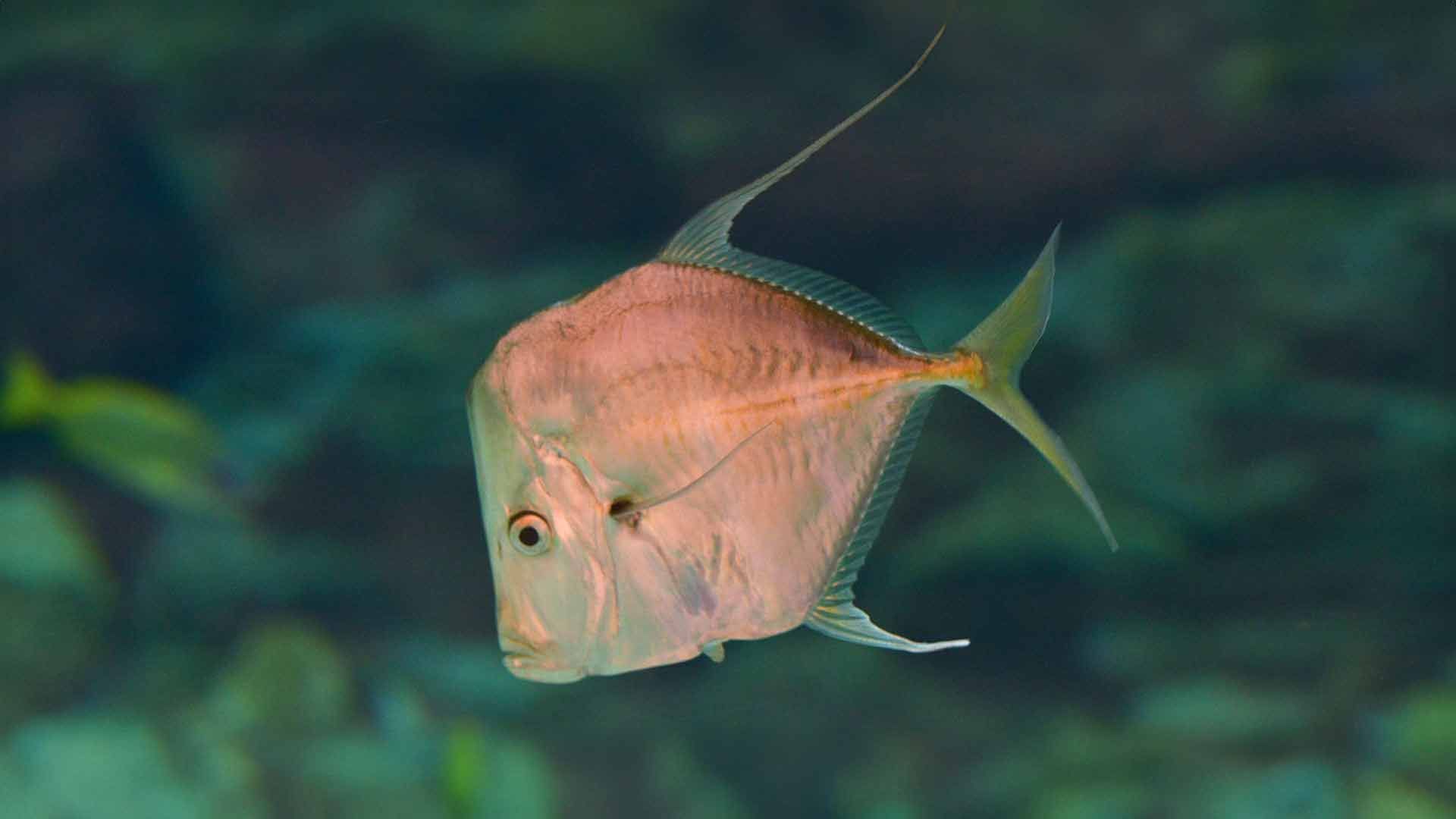 Jorobado de Penacho