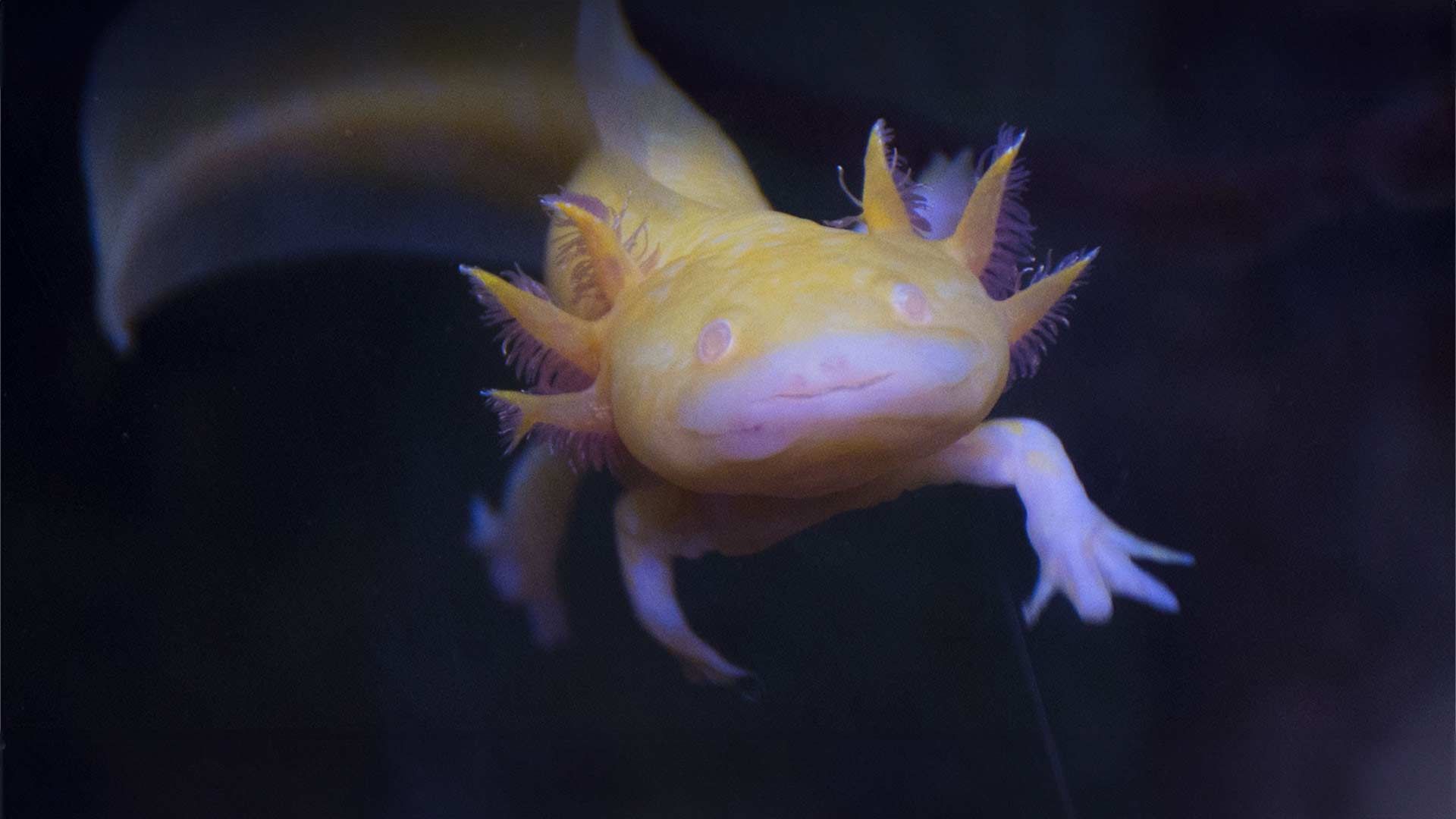 Axolote