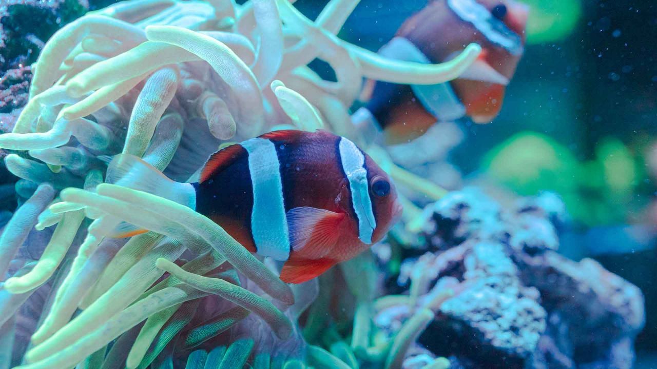 Goldenfin Clownfish