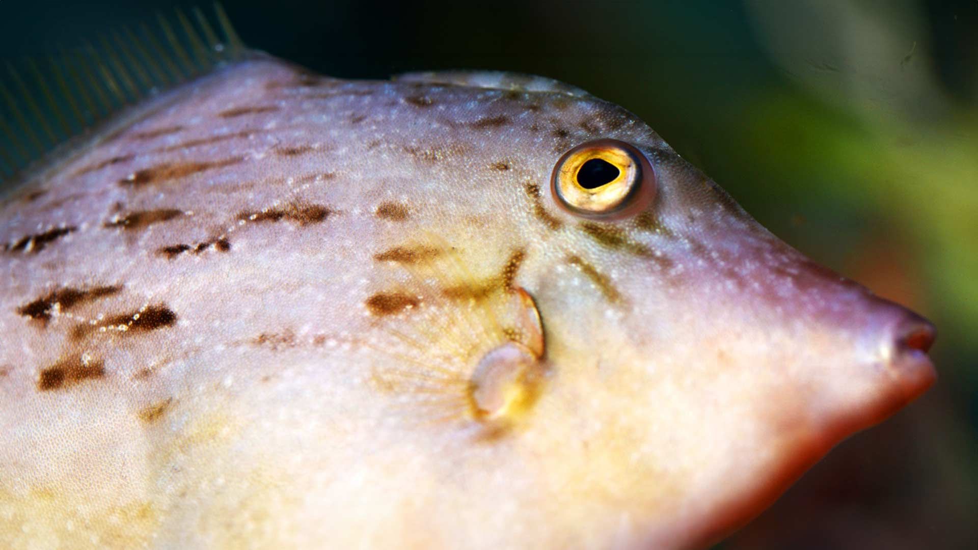 Gallito