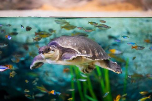 Tortuga nariz de cerdo Poema del Mar Acuario