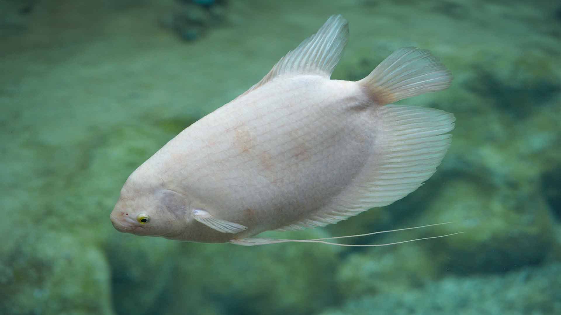 Guramí Gigante