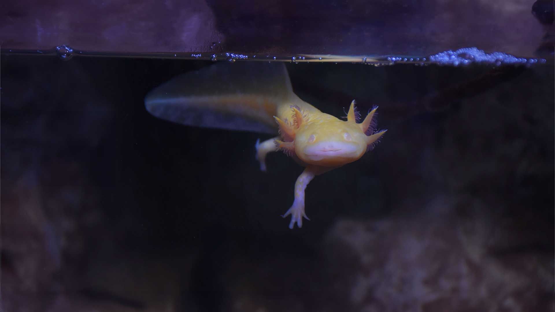Axolote