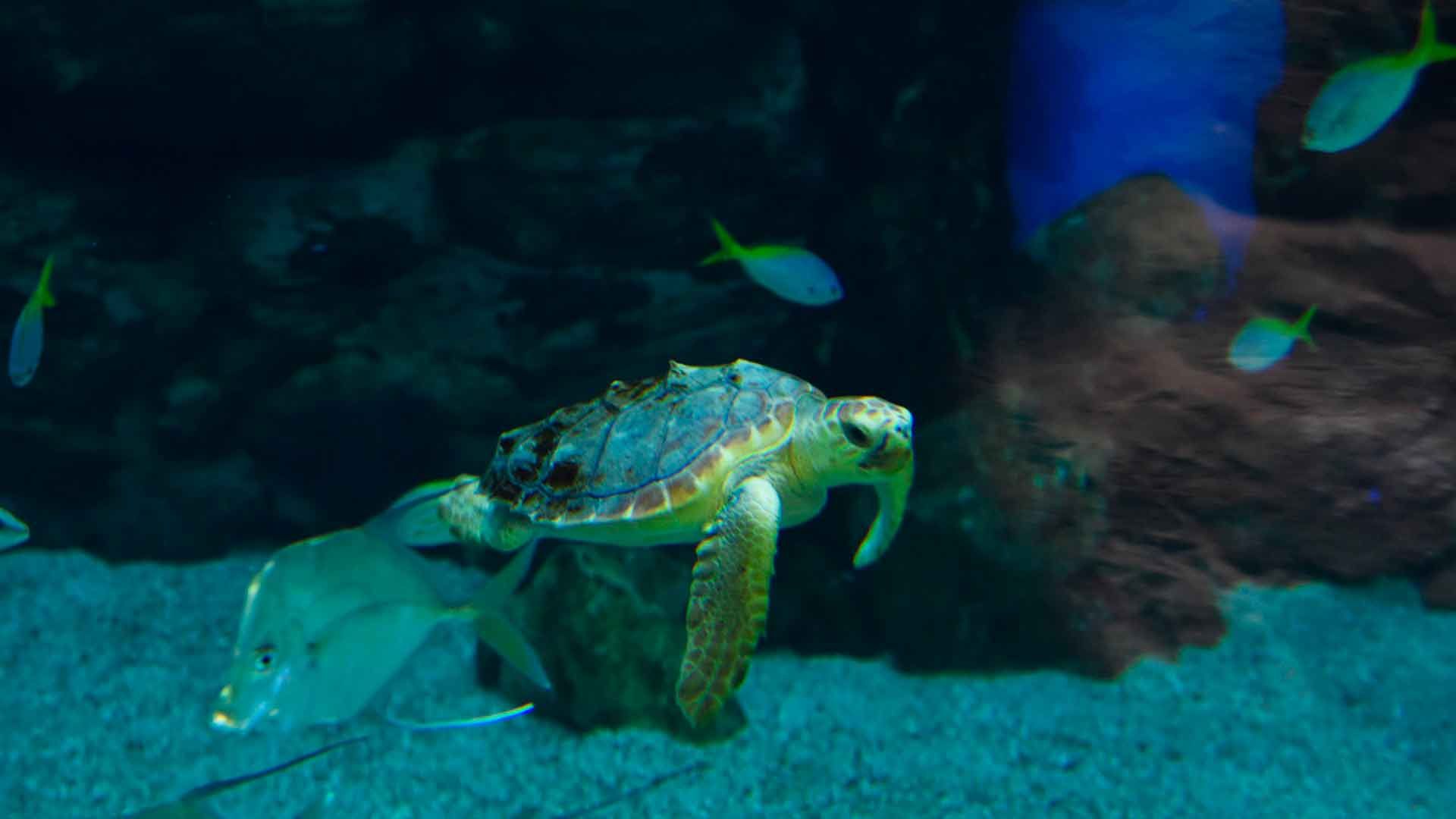 Tortuga Boba