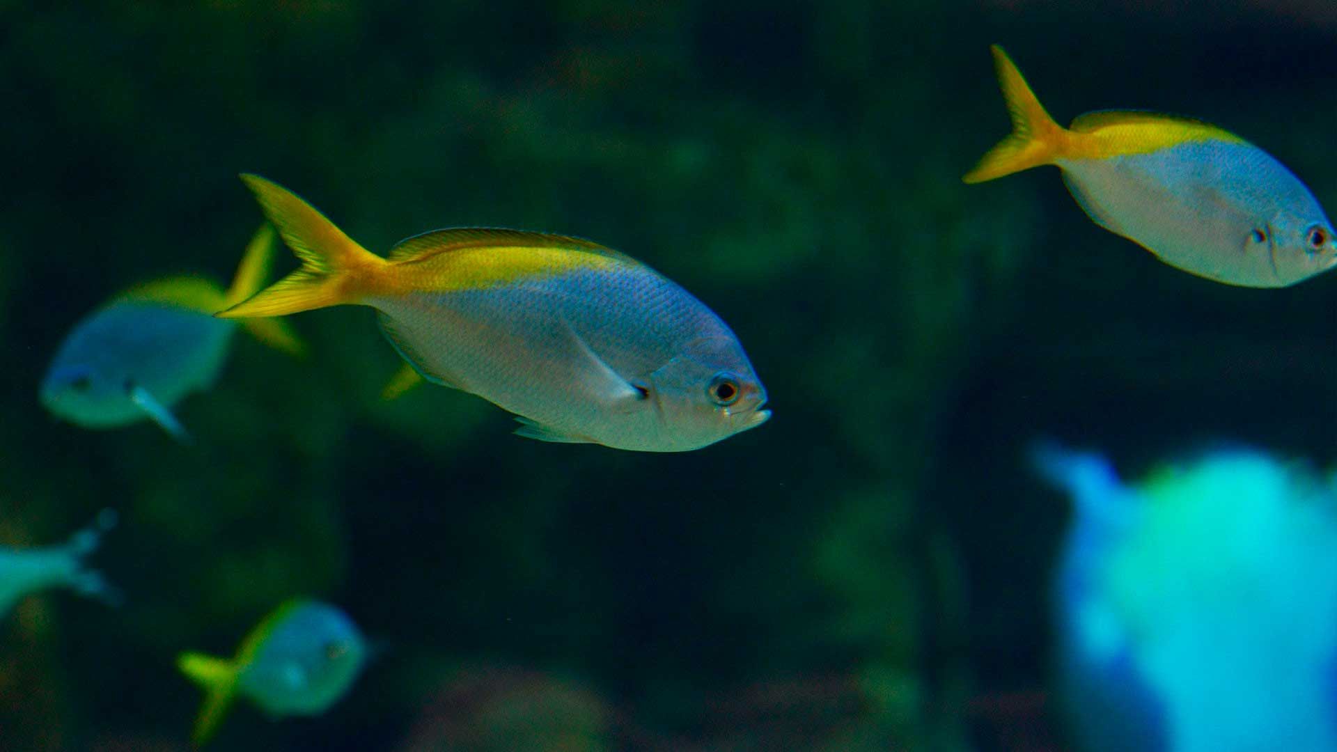 Pez Fusilero de Cola Amarilla Poema del Mar Acuario Gran Canaria