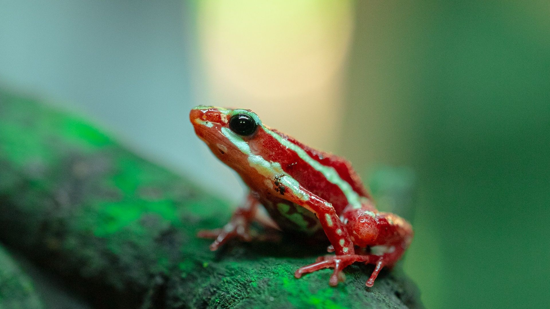 Tricolour Poison Dart Frog