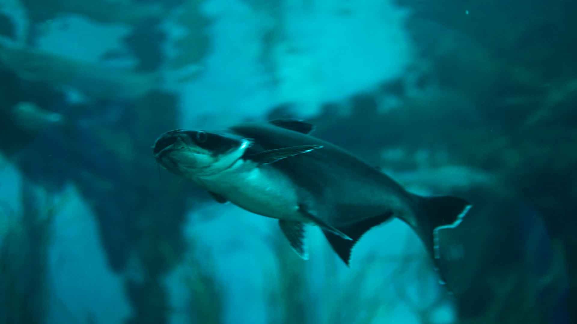 Tiburón de Sutchi