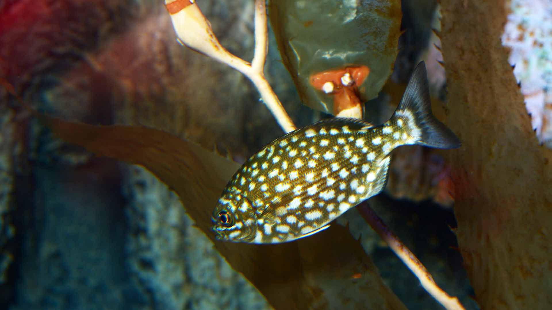 Chopa Perezosa