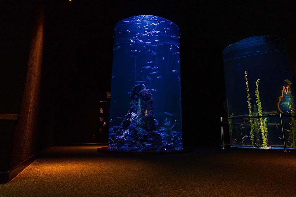 Langosta Poema del Mar Acuario