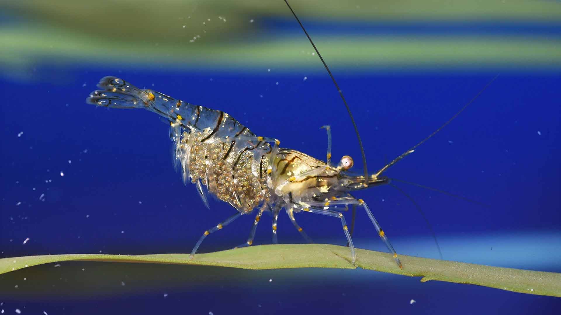 Gamba Común
