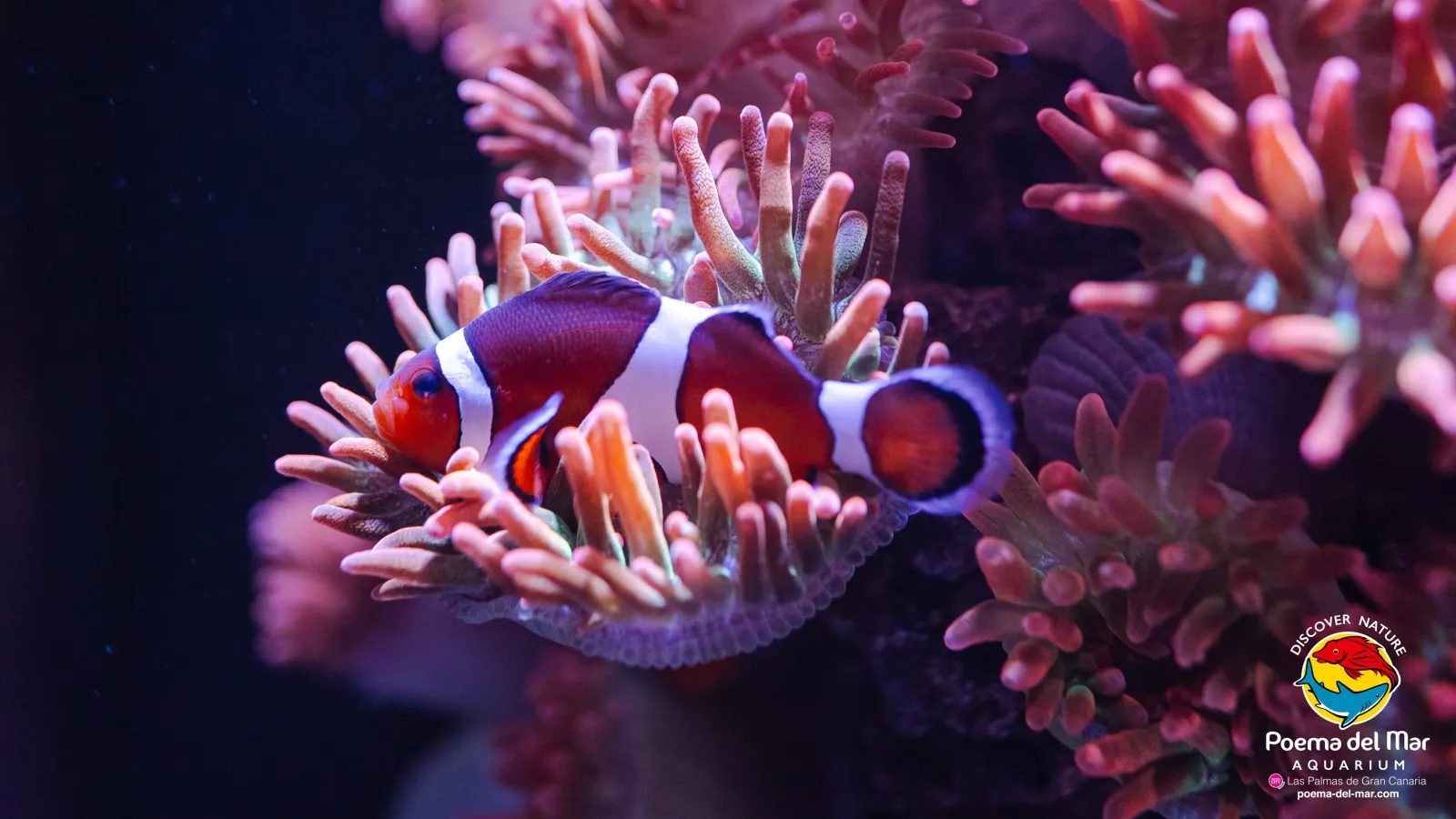 Clownfish in an anemone at Poema del Mar