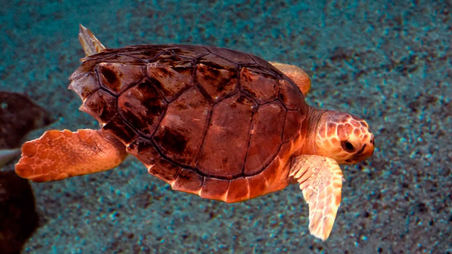 Tortuga Boba