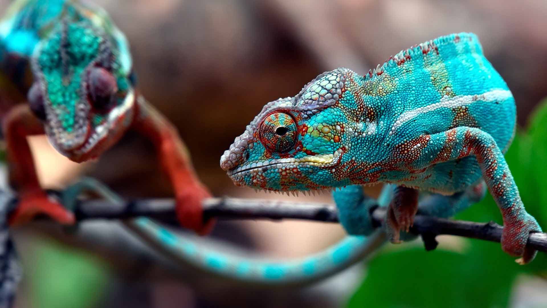 Camaleón Pantera