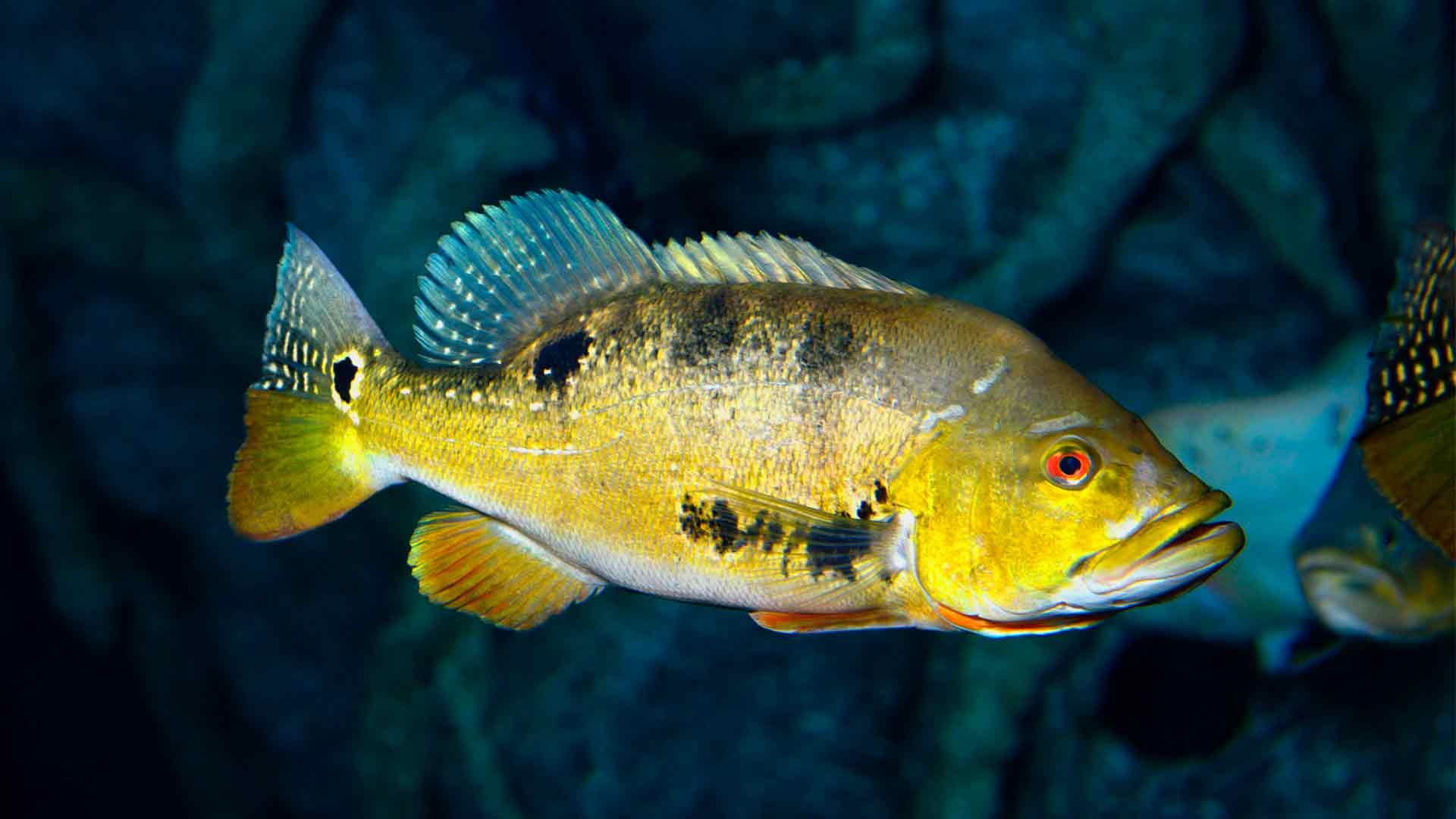 Pavón Cinchado