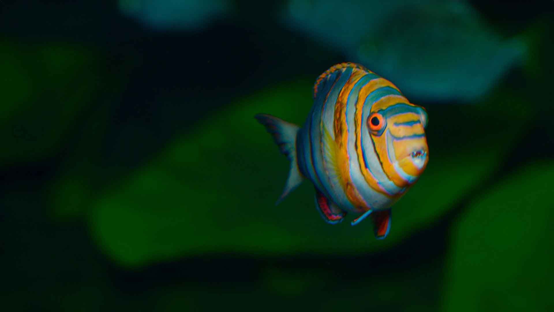 Lábrido Arlequin