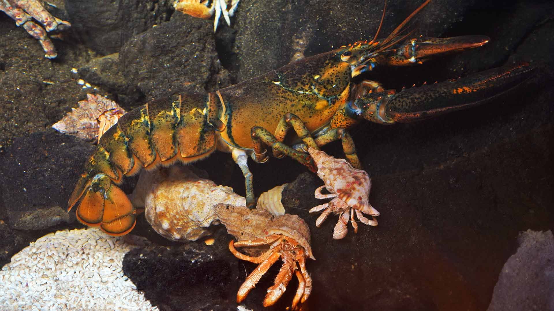 Bogavante