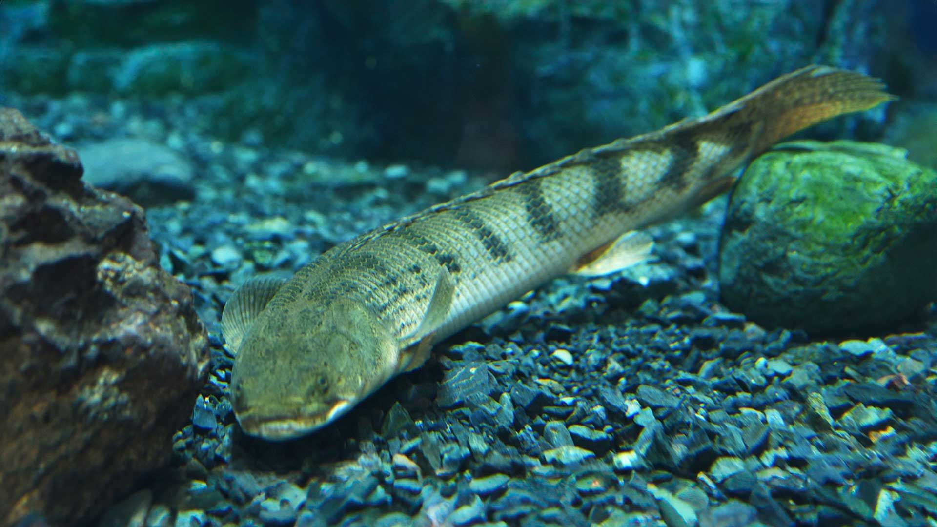 Bichir del Congo