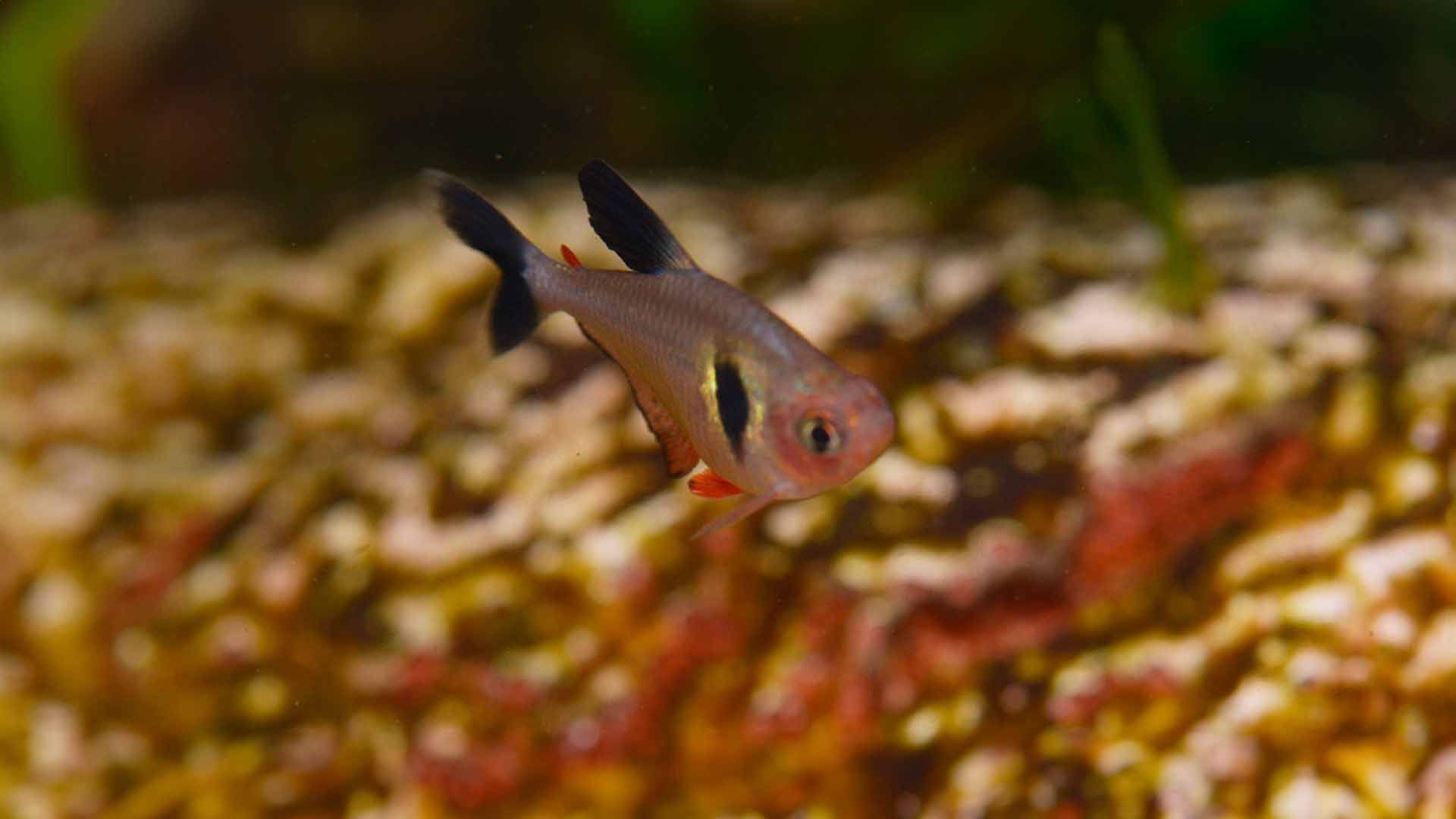 Monjita