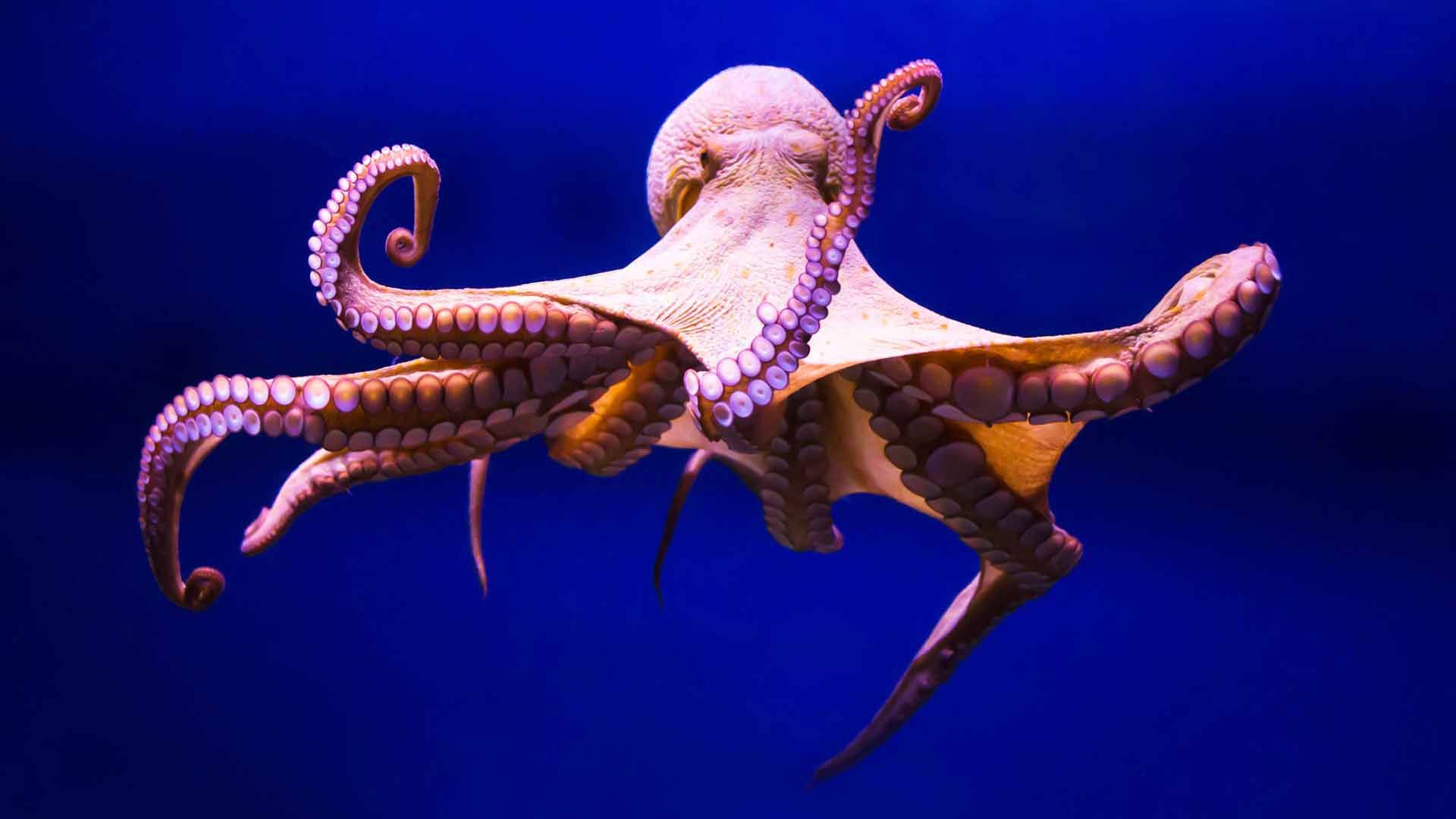 Pulpo Común