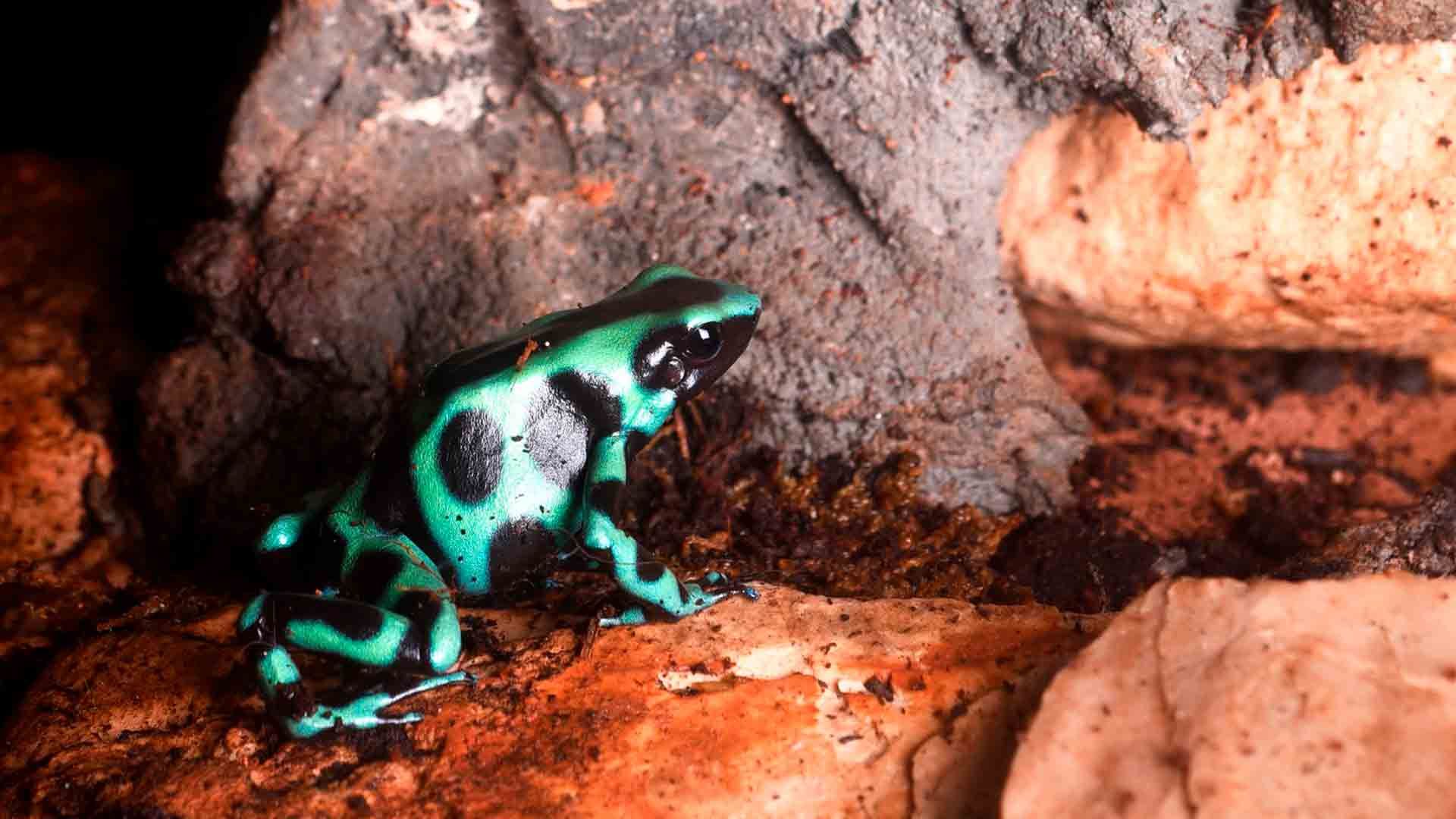 Rana Flecha Verde y Negra