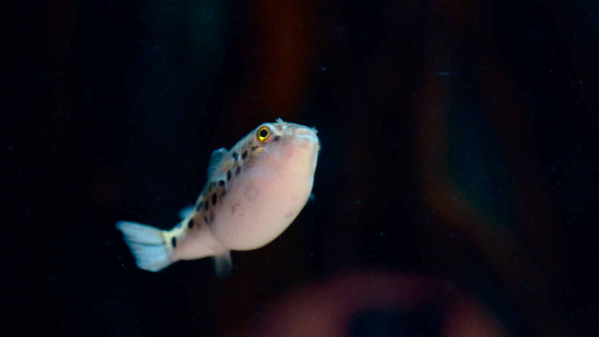Puffer Verde