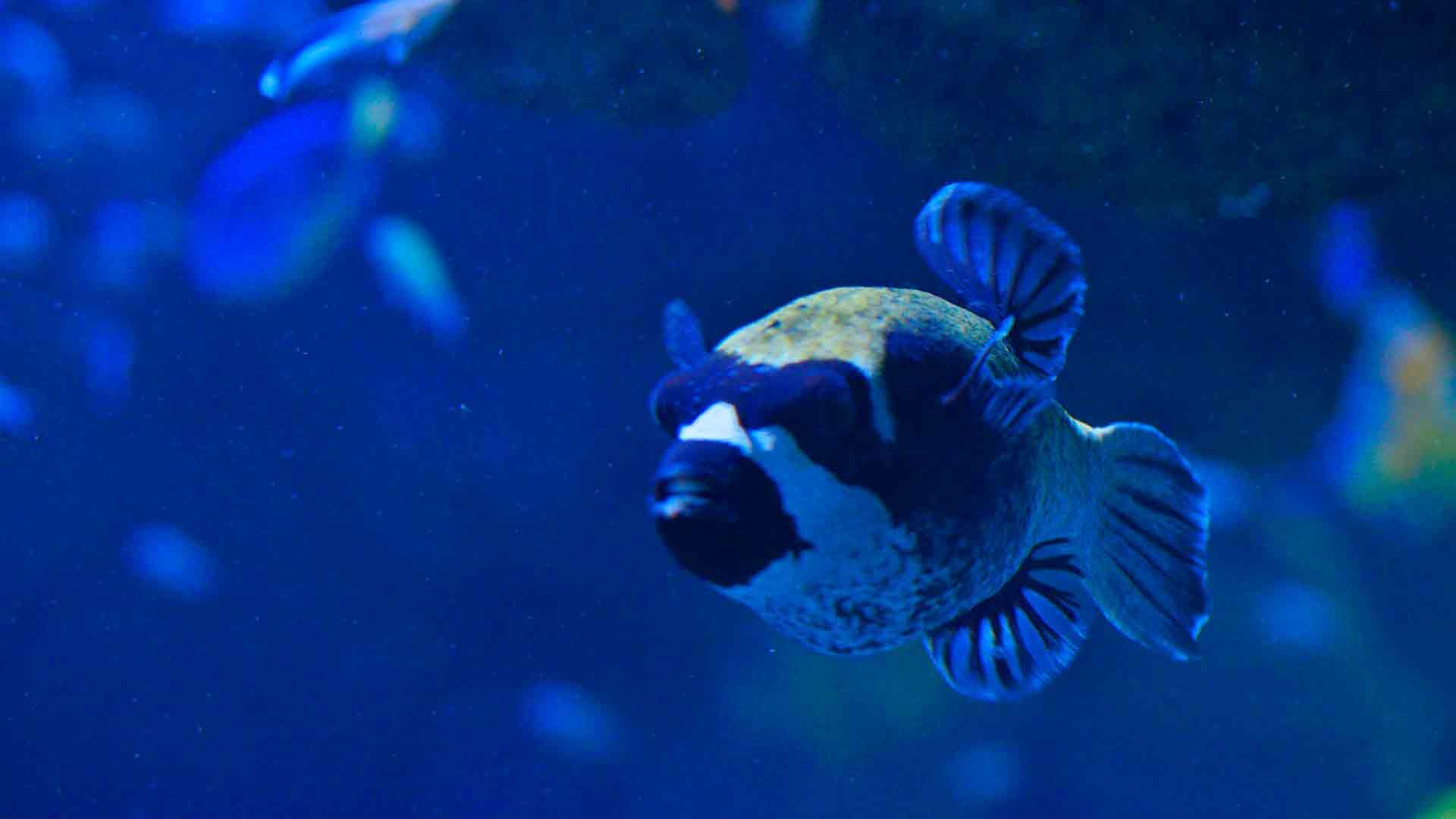 Pez Lobo Enmascarado del Mar Rojo