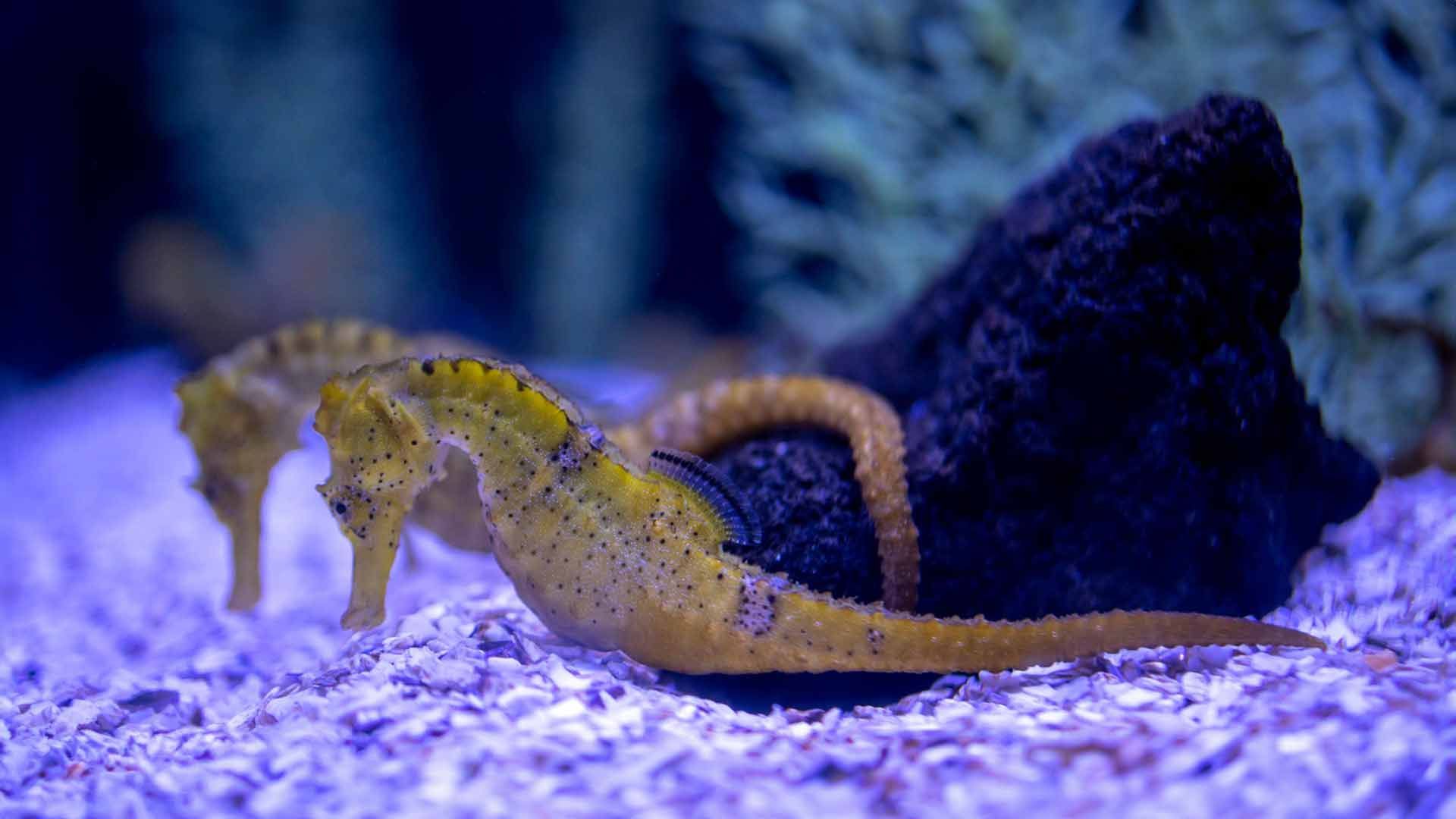 Caballito de Mar (Reidi)